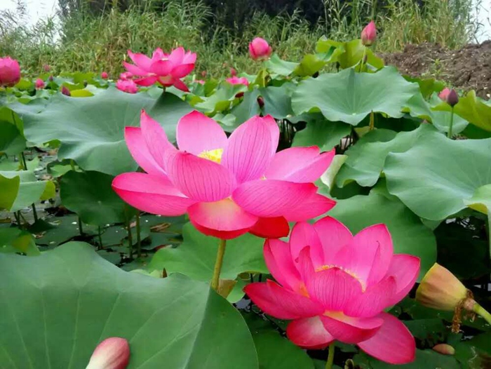 瑰丽